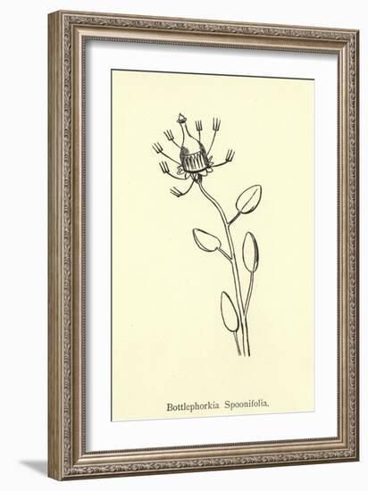 Bottlephorkia Spoonifolia-Edward Lear-Framed Giclee Print