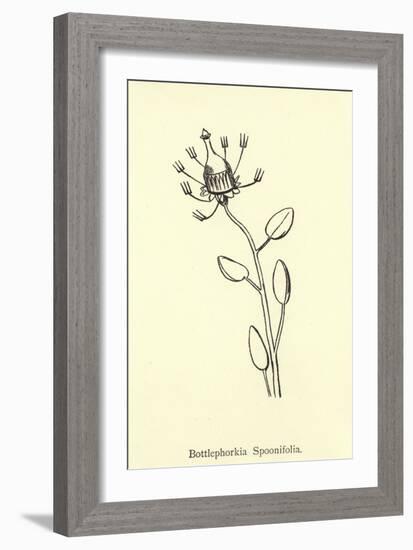 Bottlephorkia Spoonifolia-Edward Lear-Framed Giclee Print