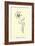 Bottlephorkia Spoonifolia-Edward Lear-Framed Giclee Print