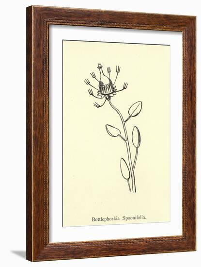 Bottlephorkia Spoonifolia-Edward Lear-Framed Giclee Print