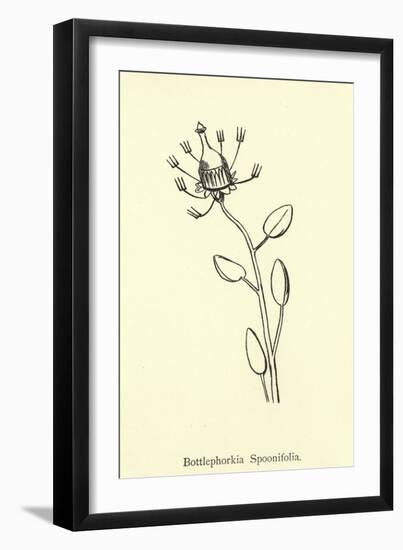 Bottlephorkia Spoonifolia-Edward Lear-Framed Giclee Print