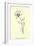 Bottlephorkia Spoonifolia-Edward Lear-Framed Giclee Print