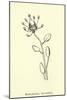 Bottlephorkia Spoonifolia-Edward Lear-Mounted Giclee Print