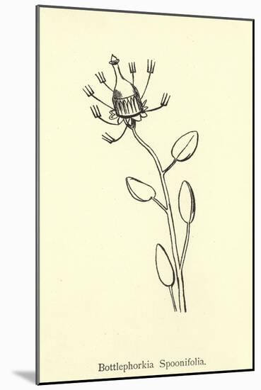 Bottlephorkia Spoonifolia-Edward Lear-Mounted Giclee Print