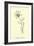 Bottlephorkia Spoonifolia-Edward Lear-Framed Giclee Print