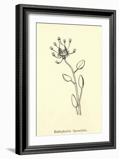 Bottlephorkia Spoonifolia-Edward Lear-Framed Giclee Print