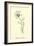 Bottlephorkia Spoonifolia-Edward Lear-Framed Giclee Print