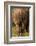 Bottom of Southern white rhinoceros (Ceratotherium simum simum), Kruger National Park, South Africa-David Wall-Framed Photographic Print