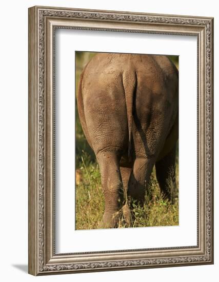 Bottom of Southern white rhinoceros (Ceratotherium simum simum), Kruger National Park, South Africa-David Wall-Framed Photographic Print