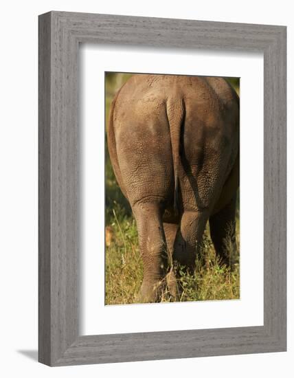 Bottom of Southern white rhinoceros (Ceratotherium simum simum), Kruger National Park, South Africa-David Wall-Framed Photographic Print