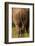 Bottom of Southern white rhinoceros (Ceratotherium simum simum), Kruger National Park, South Africa-David Wall-Framed Photographic Print