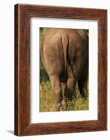 Bottom of Southern white rhinoceros (Ceratotherium simum simum), Kruger National Park, South Africa-David Wall-Framed Photographic Print