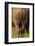 Bottom of Southern white rhinoceros (Ceratotherium simum simum), Kruger National Park, South Africa-David Wall-Framed Photographic Print