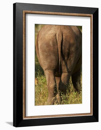 Bottom of Southern white rhinoceros (Ceratotherium simum simum), Kruger National Park, South Africa-David Wall-Framed Photographic Print