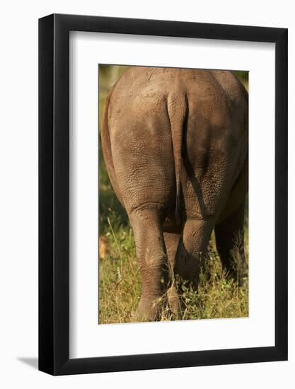 Bottom of Southern white rhinoceros (Ceratotherium simum simum), Kruger National Park, South Africa-David Wall-Framed Photographic Print