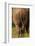 Bottom of Southern white rhinoceros (Ceratotherium simum simum), Kruger National Park, South Africa-David Wall-Framed Photographic Print