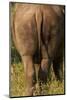 Bottom of Southern white rhinoceros (Ceratotherium simum simum), Kruger National Park, South Africa-David Wall-Mounted Photographic Print
