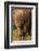 Bottom of Southern white rhinoceros (Ceratotherium simum simum), Kruger National Park, South Africa-David Wall-Framed Photographic Print