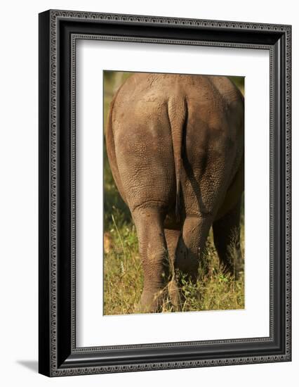 Bottom of Southern white rhinoceros (Ceratotherium simum simum), Kruger National Park, South Africa-David Wall-Framed Photographic Print