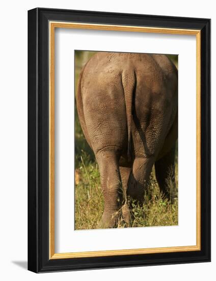 Bottom of Southern white rhinoceros (Ceratotherium simum simum), Kruger National Park, South Africa-David Wall-Framed Photographic Print