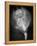 Bottom View of a Stingray-Henry Horenstein-Framed Premier Image Canvas