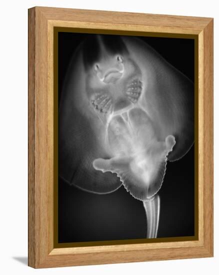 Bottom View of a Stingray-Henry Horenstein-Framed Premier Image Canvas