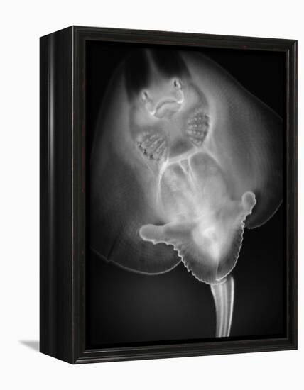 Bottom View of a Stingray-Henry Horenstein-Framed Premier Image Canvas