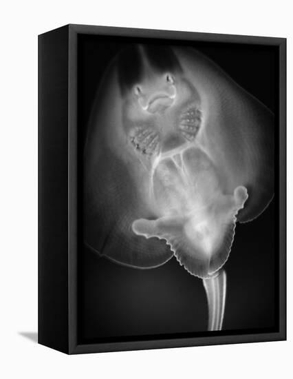 Bottom View of a Stingray-Henry Horenstein-Framed Premier Image Canvas