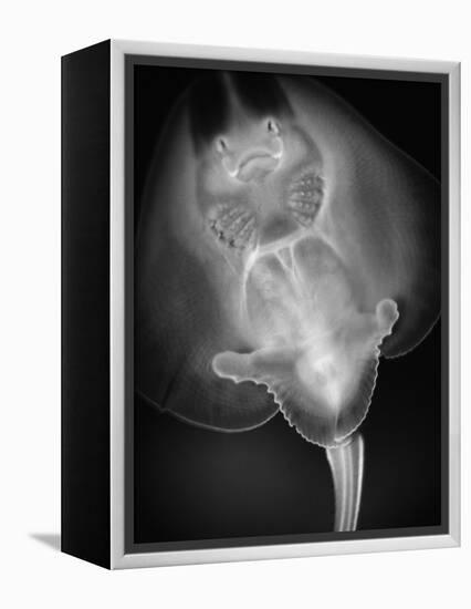 Bottom View of a Stingray-Henry Horenstein-Framed Premier Image Canvas