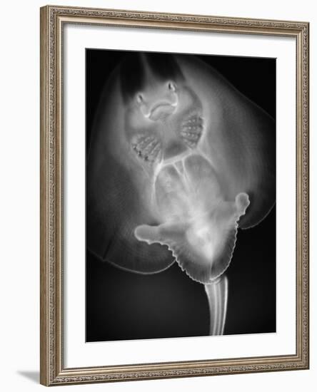 Bottom View of a Stingray-Henry Horenstein-Framed Photographic Print