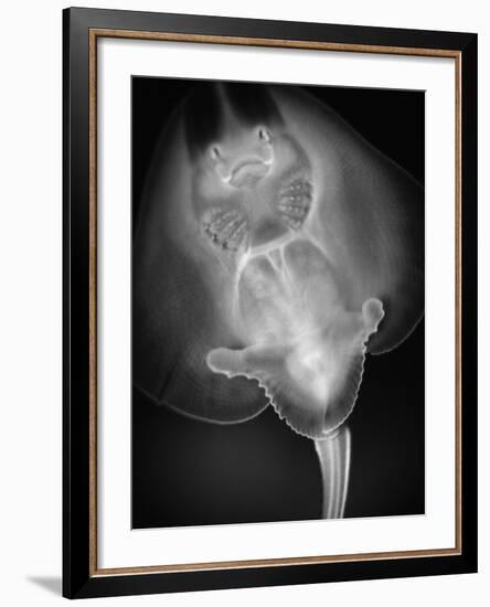 Bottom View of a Stingray-Henry Horenstein-Framed Photographic Print