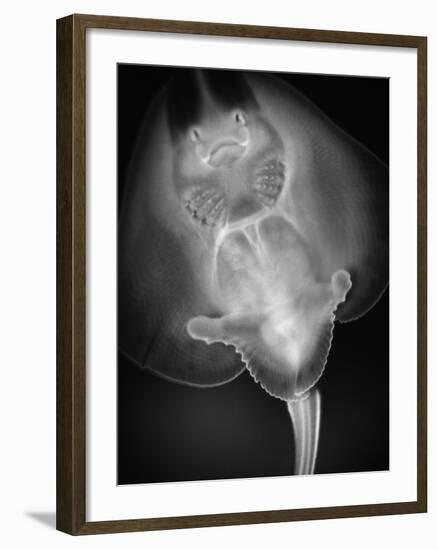 Bottom View of a Stingray-Henry Horenstein-Framed Photographic Print