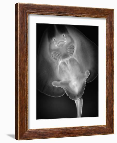 Bottom View of a Stingray-Henry Horenstein-Framed Photographic Print