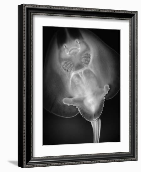 Bottom View of a Stingray-Henry Horenstein-Framed Photographic Print