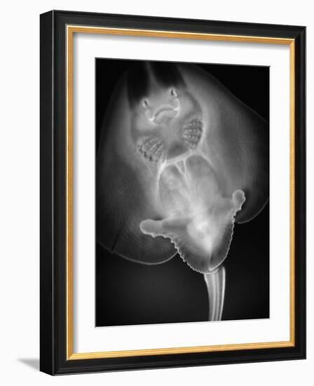 Bottom View of a Stingray-Henry Horenstein-Framed Photographic Print