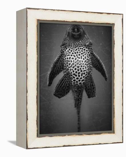 Bottom View of Catfish-Henry Horenstein-Framed Premier Image Canvas