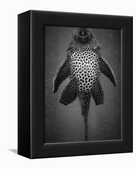 Bottom View of Catfish-Henry Horenstein-Framed Premier Image Canvas