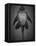 Bottom View of Catfish-Henry Horenstein-Framed Premier Image Canvas