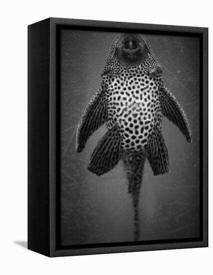 Bottom View of Catfish-Henry Horenstein-Framed Premier Image Canvas