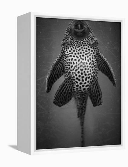 Bottom View of Catfish-Henry Horenstein-Framed Premier Image Canvas