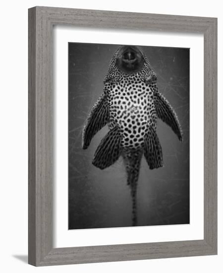 Bottom View of Catfish-Henry Horenstein-Framed Photographic Print