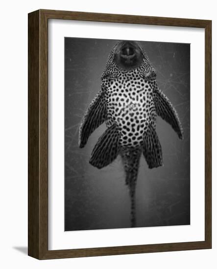 Bottom View of Catfish-Henry Horenstein-Framed Photographic Print