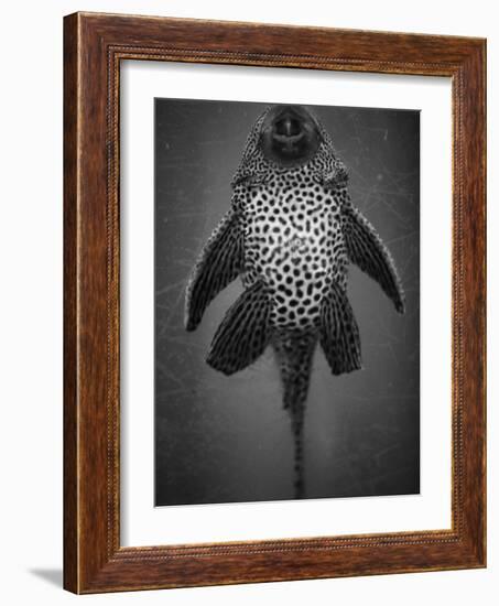 Bottom View of Catfish-Henry Horenstein-Framed Photographic Print