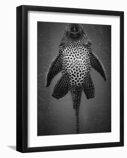 Bottom View of Catfish-Henry Horenstein-Framed Photographic Print