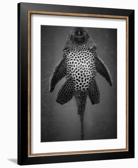 Bottom View of Catfish-Henry Horenstein-Framed Photographic Print