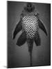 Bottom View of Catfish-Henry Horenstein-Mounted Photographic Print