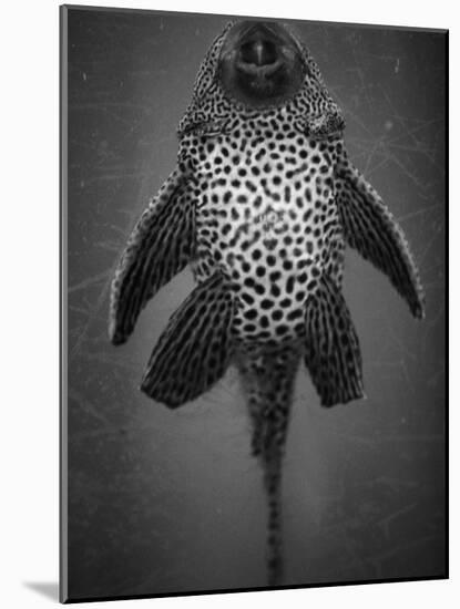 Bottom View of Catfish-Henry Horenstein-Mounted Photographic Print