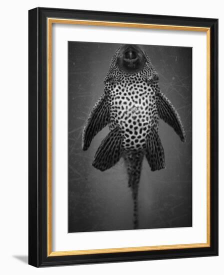 Bottom View of Catfish-Henry Horenstein-Framed Photographic Print