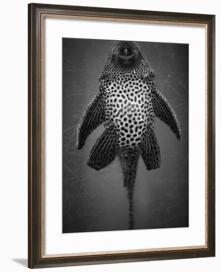Bottom View of Catfish-Henry Horenstein-Framed Photographic Print