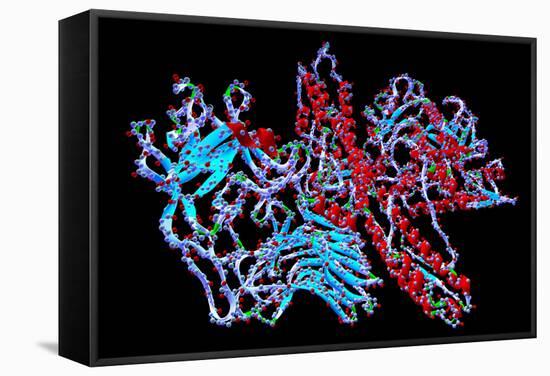 Botulinum Toxin-PASIEKA-Framed Premier Image Canvas